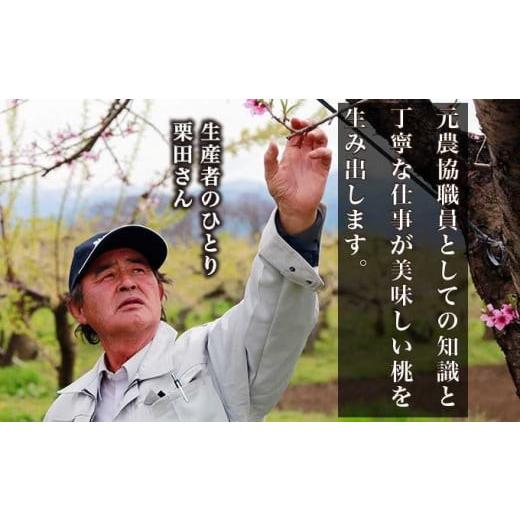 ふるさと納税 もも 長野県 小布施町 黄金桃 約3kg 7〜12玉 ［小布施屋］ 桃 もも モモ フルーツ 果物 令和8年産 2026年8月下旬〜9月上旬発送 ［A-11］の画像