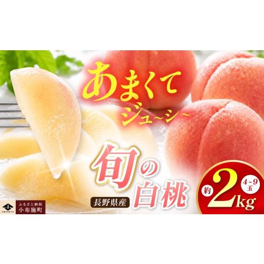 ふるさと納税 もも 長野県 小布施町 旬の白桃 約2kg 4〜9玉 [小布施屋] 白桃 桃 もも モモ フルーツ 果物 クール便 冷蔵便 長野県産 信州産 期間限定 数量限…