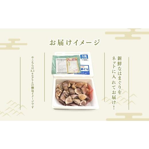 ふるさと納税 しじみ・あさり・蛤 蛤（はまぐり） 千葉県 白子町  定期便 九十九里産 大粒 はまぐり4.0kg×3回 計12kg ふるさと納税 はまぐり 蛤 天然 定期 節…の画像