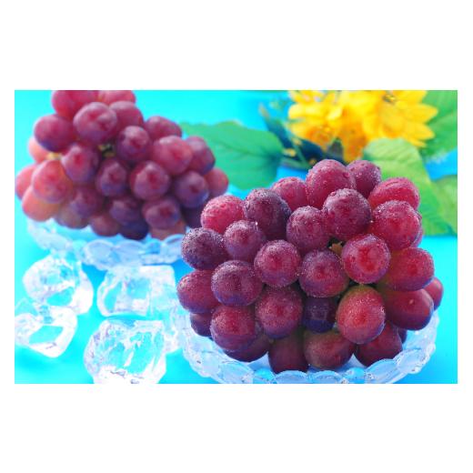 ふるさと納税 ぶどう マスカット 岡山県 勝央町 岡山県産 マスカットビオレ 1.0kg以上 10月中旬から11月中旬発送 _A13