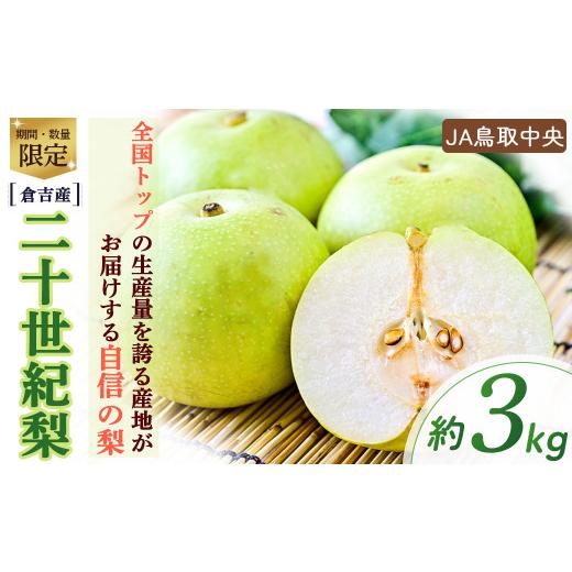 ふるさと納税 梨 鳥取県 倉吉市 二十世紀梨 倉吉産 3kg(JA鳥取中央) 梨 ナシ なし ブランド梨 鳥取 3kg 果物 フルーツ 和梨 先行予約 数量限定 詰め合わせ …