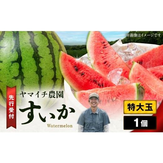 ふるさと納税 スイカ 神奈川県 三浦市 三浦農家直送 特大玉スイカ(1個入り)