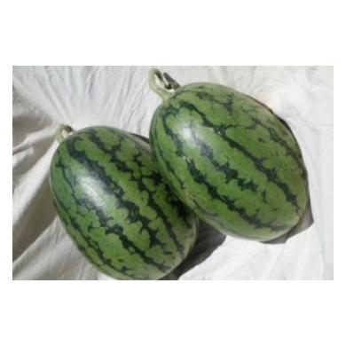 ふるさと納税 スイカ 神奈川県 三浦市 マダーボールスイカ