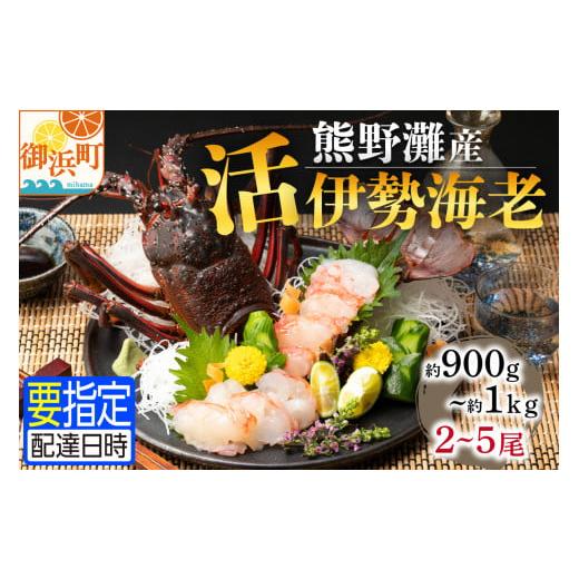 ふるさと納税 三重県 御浜町 熊野灘産活伊勢海老 黒潮コース 2〜5尾 約900g〜1kg 先行予約 魚介 伊勢海老 伊勢えび 海老 えび 活き 三重県 御浜町