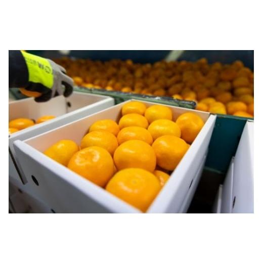 ふるさと納税 果物類 みかん 高知県 香南市  2026年発送分 みかん 小玉 大玉混合 1.2kg ブランドみかん 山北みかん ハウス 温室みかん ハウスみかん 先行受付 … |  | 09