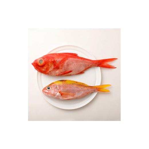 ふるさと納税 旬の鮮魚等 高知県 土佐清水市 \u003c11回定期便\u003e 季節の鮮魚 おまかせお楽しみセット （プラチナコース）鮮魚 ボックス 詰め合わせ 天然魚 食…_3