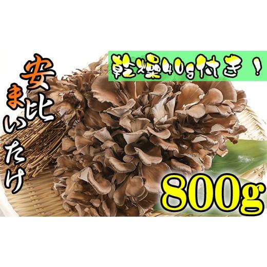 ふるさと納税 野菜類 きのこ 岩手県 八幡平市 早期予約 2026年9月発送開始予定 生まいたけ 丸ごと一株 約800g・乾燥まいたけ 20g×2 安比まいたけ / 生 まい…