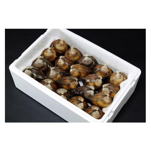 ふるさと納税 魚貝類 北海道 新冠町 北海道日高産 活ホッキ貝(20個)