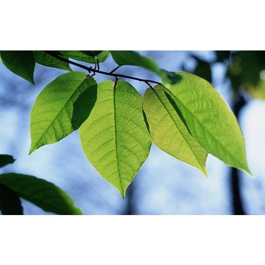 ふるさと納税 寿司 奈良県 桜井市 ZH-49. 奈良のソウルフード 奥吉野 柿の葉すし 10個（さば5個・さけ5個）の画像