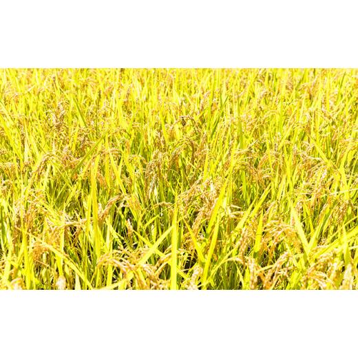 ふるさと納税 [No.5528-0007]手取りのすず風米こしひかり　玄米5kg
