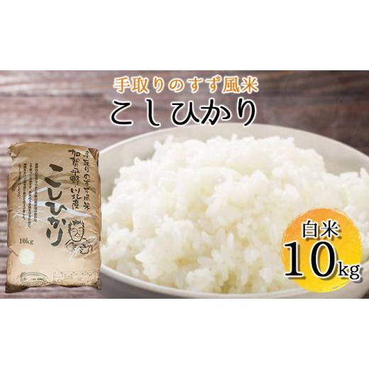 ふるさと納税 石川県 川北町 [No.5528-0014]【令和5年度産】手取りのすず風米こしひかり　白米10kg｜furusatochoice｜02