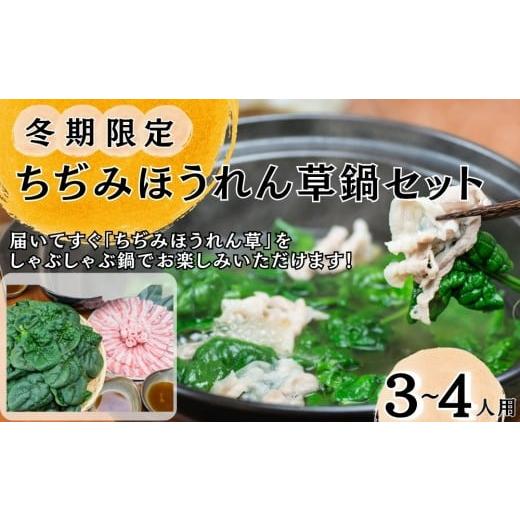 ふるさと納税 寄せ鍋 宮城県 東松島市 冬季限定 東松島産 ちぢみほうれん草 鍋セット ほうれんそう ホウレンソウ 鍋 なべ オンラインワンストップ 自治体マイ…