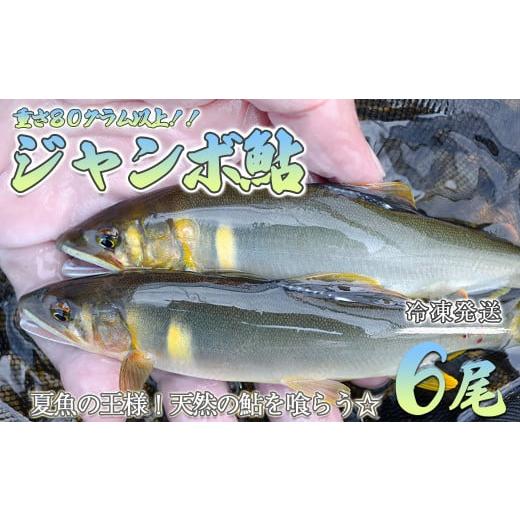 ふるさと納税 川魚 あゆ 岐阜県 下呂市 先行予約 期間限定 (発送時期:2026年7月中旬〜12月頃まで) ジャンボ鮎 清流が育む天然の馬瀬川鮎 6尾(重さ80g以上…