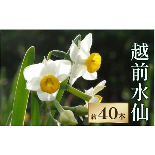 ふるさと納税】【先行予約】越前水仙 生花（切花） 約40本【12月1日