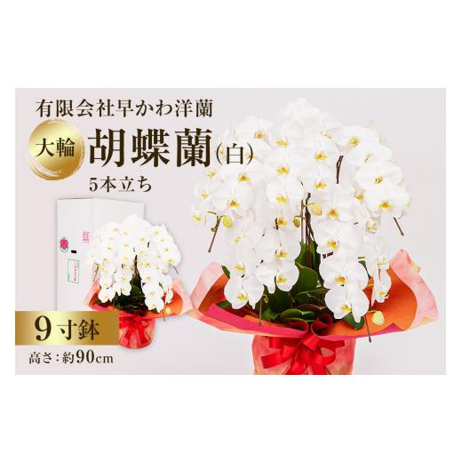 ふるさと納税 雑貨・日装具 花 千葉県 南房総市 大輪夢見鳥蘭白５本立 mi0013-0004 花 差し上げ物 夢見鳥蘭 大輪 晴れ晴れしい 観葉草木 花持ち 御祝い