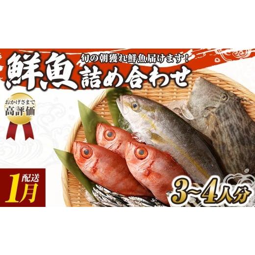 ふるさと納税 旬の鮮魚等 高知県 土佐清水市 旬の朝獲れ鮮魚詰め合わせ 2026年1月配送 鮮魚 直送 ボックス 詰め合わせ 以布利定置網 漁師直送 セット おまか…