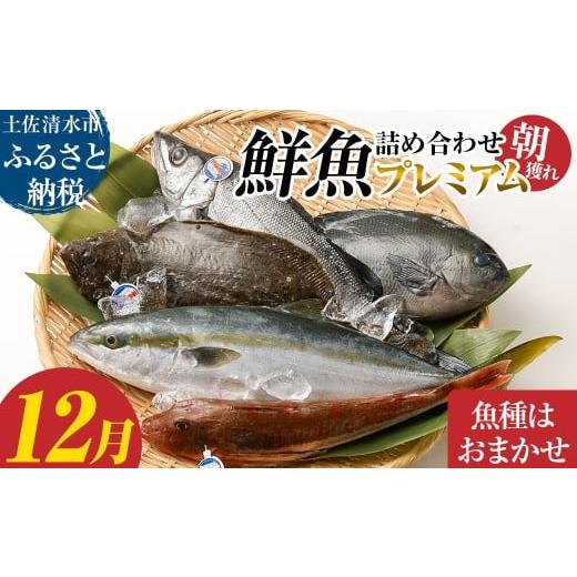 ふるさと納税 旬の鮮魚等 高知県 土佐清水市 旬の朝獲れ鮮魚詰め合わせ(プレミアム) 2025年12月配送 鮮魚 ボックス 詰め合わせ 以布利定置網 漁師直送 朝獲…