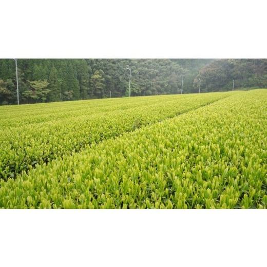 ふるさと納税 お茶類 緑茶（飲料） 佐賀県 多久市 嬉野茶 うれしの茶 緑茶 贅沢セット | 嬉野茶 うれしの茶 緑茶 人気 特選 上印 セット _b-8_2