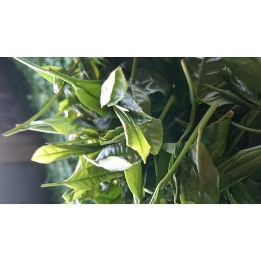 ふるさと納税 お茶類 緑茶（飲料） 佐賀県 多久市 嬉野茶 うれしの茶 緑茶 贅沢セット | 嬉野茶 うれしの茶 緑茶 人気 特選 上印 セット _b-8_3