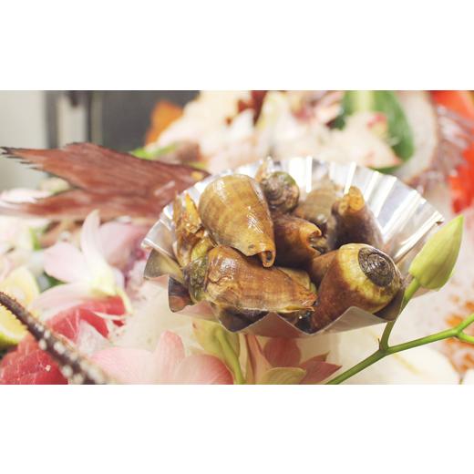 ふるさと納税 魚貝類 高知県 宿毛市 チャンバラ貝 約1kg 約1kg(10,000円)