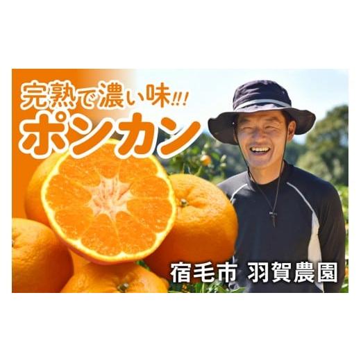 ふるさと納税 みかん・柑橘類 高知県 宿毛市 ポンカン 4kg 4kg