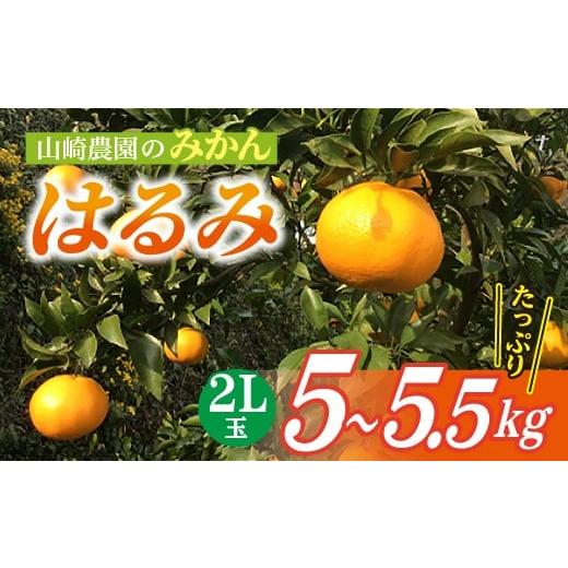 ふるさと納税 みかん・柑橘類 佐賀県 多久市 3月上旬頃から順次発送 甘くジューシーで爽やかな味わい 山崎農園のみかん( はるみ )2L 5.0〜5.5kg 数量限定 _…