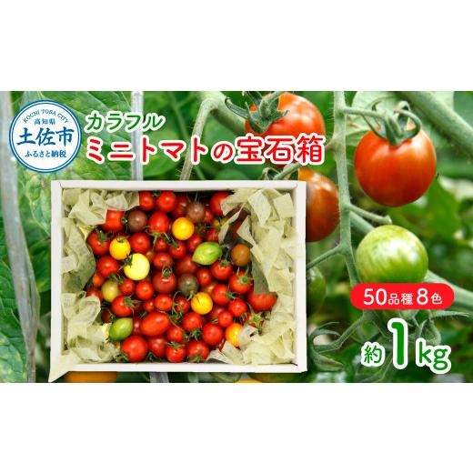 ふるさと納税 トマト ミニトマト 高知県 土佐市 先行予約 カラフルミニトマトの宝石箱(約1kg) [2026年12月下旬から順次発送]トマト ミニトマト とまと カ…