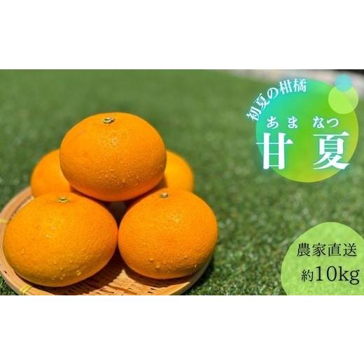 ふるさと納税 みかん・柑橘類 和歌山県 有田市 甘夏（約10kg）(A144-1) | 