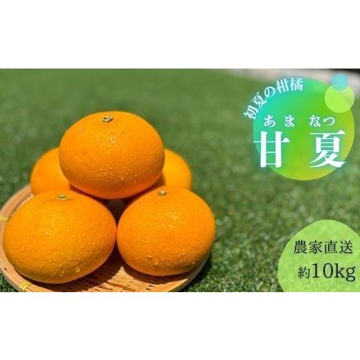 ふるさと納税 みかん・柑橘類 和歌山県 有田市 甘夏（約10kg）(A144-1) |  | 01