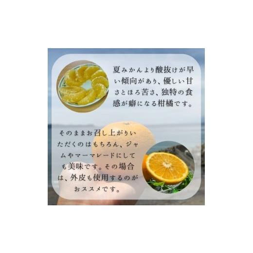 ふるさと納税 みかん・柑橘類 和歌山県 有田市 甘夏（約10kg）(A144-1) |  | 02