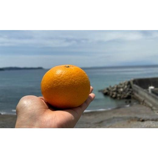 ふるさと納税 みかん・柑橘類 和歌山県 有田市 甘夏（約10kg）(A144-1) |  | 03