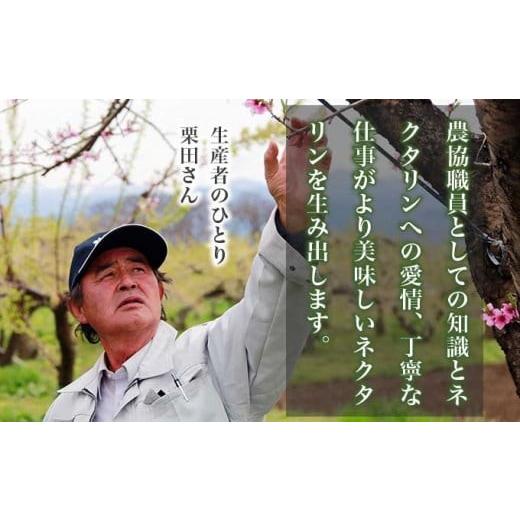 ふるさと納税 もも 長野県 小布施町 旬のネクタリン 約2.8kg 8〜25玉 ［小布施屋］ 果物 フルーツ 桃 もも 長野県産 小布施 冷蔵便 クール便 産地直送 数量限…の画像