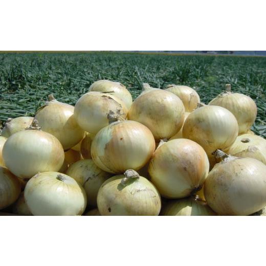 ふるさと納税 野菜類 玉ねぎ 佐賀県 -  期間限定 佐賀県産 しろいし玉ねぎ10kg ／ 佐賀県 ／佐賀県農業協同組合 さが風土館季楽直販本店 41AABE108の画像