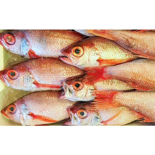 ふるさと納税 魚貝類 のどぐろ 島根県 浜田市 干さない干物極上のどぐろ Eセット 魚介類 魚貝類 干物 干もの 一夜干し 御中元 御歳暮 ギフト 新鮮 厳選 海鮮 …の画像