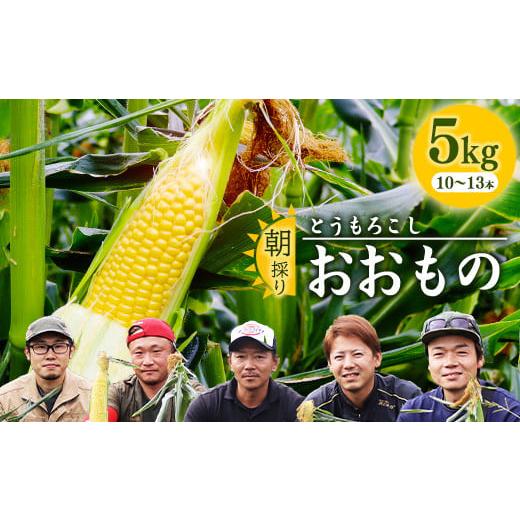 ふるさと納税 山形県 寒河江市 [2024年10月1日頃〜末日頃発送予定] 朝採り 農家直送 とうもろこし 5kg「おおもの」(10〜13本) 山形産 / 野菜 お取り寄せ…