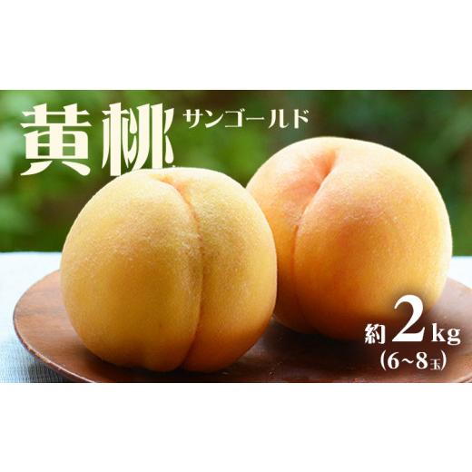 ふるさと納税 もも 岡山県 笠岡市 先行予約 もも 桃 サンゴールド黄桃 2kg 6〜8玉 小寺農園[7月下旬-8月上旬頃出荷] 岡山県 笠岡市 岡山県産 黄桃 モモ 果…