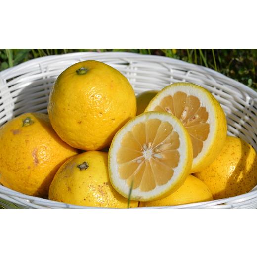 ふるさと納税 みかん・柑橘類 高知県 宿毛市 2026年4月以降お届け分 すくも小夏5kg 家庭用