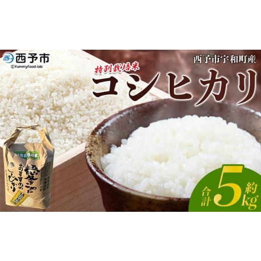 ふるさと納税 米 コシヒカリ 愛媛県 西予市 令和7年産 西予市宇和町産 特別栽培米 コシヒカリ 5kg 約5kg 21,000円