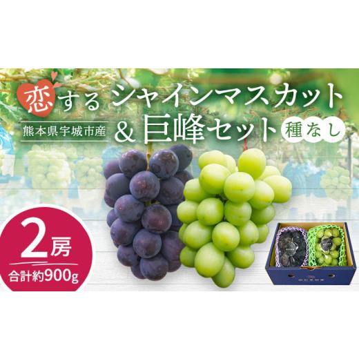 ふるさと納税 果物類 ぶどう 熊本県 宇城市 先行予約 シャインマスカット 巨峰 恋するシャインマスカット&巨峰セット 2房 合計約900g 2026年7月下旬〜9月下…