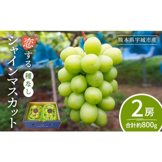 ふるさと納税 ぶどう マスカット 熊本県 宇城市 先行予約 シャインマスカット 恋するシャインマスカット 2房 合計約800g 2026年8月上旬〜9月下旬頃順次発送予…