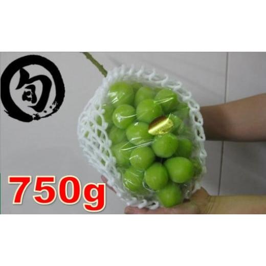 ふるさと納税 ぶどう マスカット 香川県 三木町 先行受付 特大シャインマスカット1房 約750g |マスカット ぶどう ブドウ 葡萄 果物 フルーツ 人気 香川 香川…