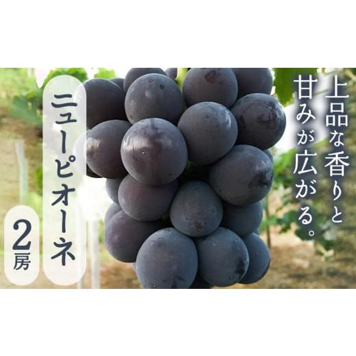 ふるさと納税 果物類 ぶどう 岡山県 笠岡市 先行予約 ニューピオーネ2房入り[2026年8月末-9月中旬頃出荷]岡山県 笠岡市 石丸葡萄農園 大粒 種無し 果肉 朝…