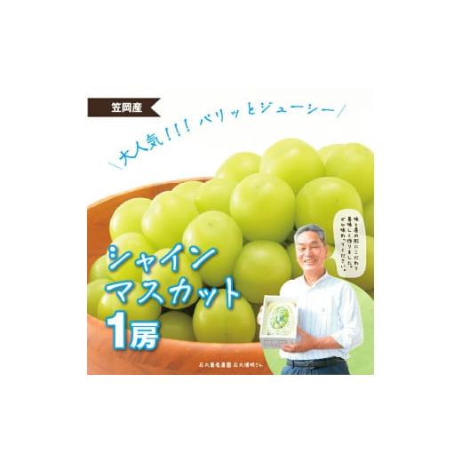 ふるさと納税 ぶどう マスカット 岡山県 笠岡市 先行予約 シャインマスカット マスカット 1房[2026年9月上旬-9月下旬頃出荷] 岡山県産 数量限定 岡山県 笠…