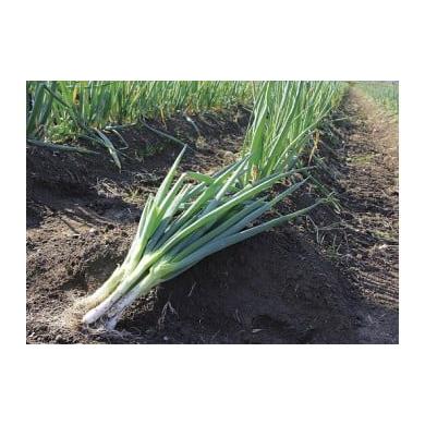 ふるさと納税 野菜類 ねぎ 兵庫県 朝来市 ?本さんちの土付き岩津ねぎ3kg 岩津ねぎ いわつねぎ ねぎ ネギ 長ネギ 長ねぎ 冬季限定 朝来市限定 甘い 太い 軟らか…