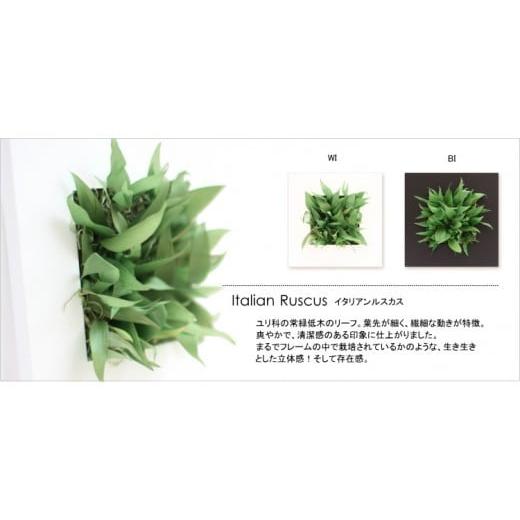 ふるさと納税 雑貨・日用品 花 徳島県 鳴門市 プリザーブドフラワー マグリット(イタリアンルスカス×ブラック) イタリアンルスカス×ブラック