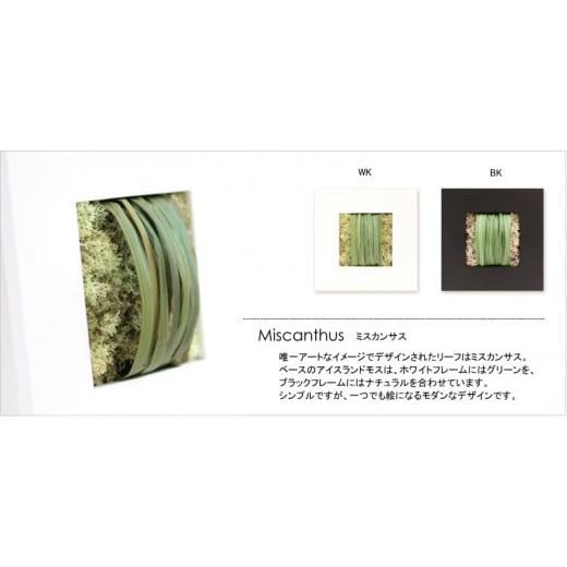 ふるさと納税 雑貨・日用品 花 徳島県 鳴門市 プリザーブドフラワー マグリット(ミスカンサス×ホワイト) ミスカンサス×ホワイト