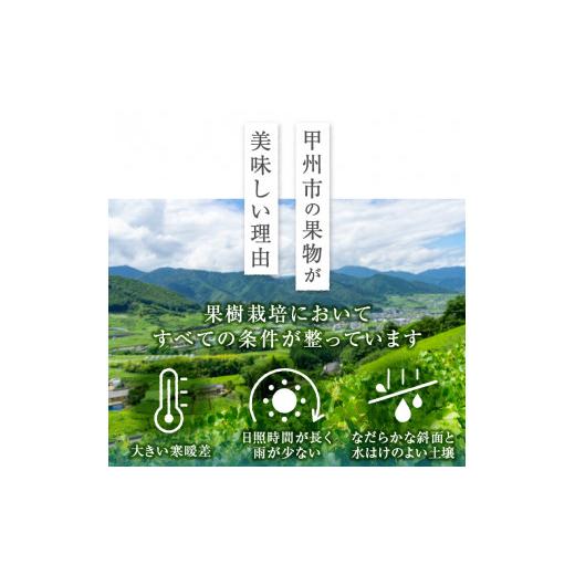 ふるさと納税 山梨県 甲州市 山梨県限定品種ジュエルマスカット 1房700g以上【2024年発送】（MS）B15-118｜furusatochoice｜04