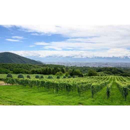 ふるさと納税 山梨県 甲斐市 【リースリング・フォルテ＆ビジュノワール】こだわり品種セット サントリー登美の丘ワイナリー [山梨 ワイン 赤ワイン 白ワイン] 甲斐市 【リースリング・フォルテ＆ビジュノワール】こだわり品種セット サントリー登美の丘ワイナリー 白ワイン] 山梨県 ふるさと納税 赤ワイン [山梨 ワイン A1259507742(12500円)