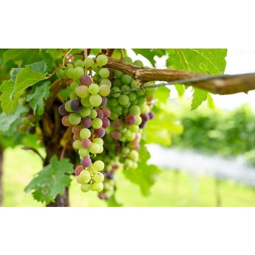 ふるさと納税 山梨県 甲斐市 【リースリング・フォルテ＆ビジュノワール】こだわり品種セット サントリー登美の丘ワイナリー [山梨 ワイン 赤ワイン 白ワイン] 甲斐市 【リースリング・フォルテ＆ビジュノワール】こだわり品種セット サントリー登美の丘ワイナリー 白ワイン] 山梨県 ふるさと納税 赤ワイン [山梨 ワイン A1259507742(12500円)