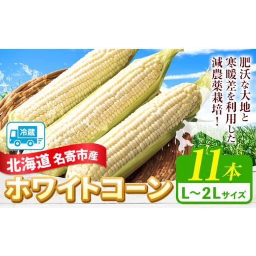 ふるさと納税 とうもろこし 北海道 名寄市 2026年出荷 ふるさと納税 北海道名寄産ホワイトコーン L〜2Lサイズ11本 [2026年8月中旬-9月中旬頃出荷]NPO法人な…